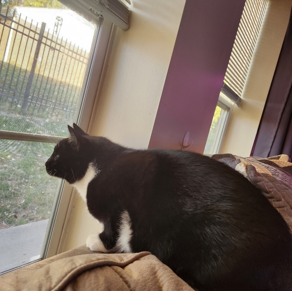 Come join me for a live show. 💜❤️. Come join the fun. - Picture 6 of 16